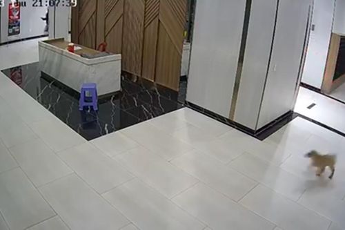 Người cha bị hành hung vì bảo vệ con trai trước con chó không đeo rọ mõm