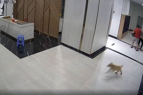 Ngăn cản chó thả rông, người đàn ông bị chủ chó đánh nhập viện