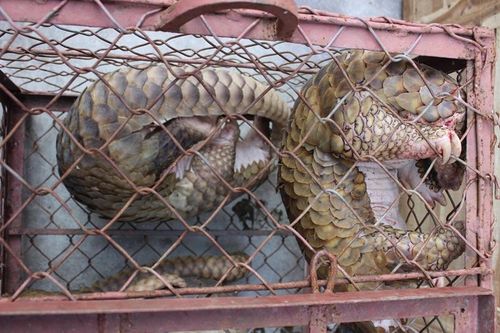 Buôn bán trái phép hai cá thể tê tê Java, lãnh án 18 tháng tù