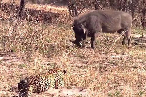 Clip: Tình huống săn mồi 'khó đỡ' bậc nhất thế giới của loài báo