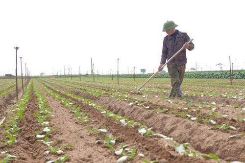 Hà Nội: Vựa rau ven sông Hồng tất bật vào vụ mới