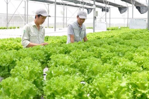 Đến năm 2025, 70% giá trị sản phẩm nông nghiệp ứng dụng công nghệ cao