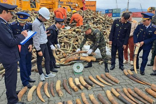 Hải Phòng thu giữ hơn 600kg ngà voi nhập lậu
