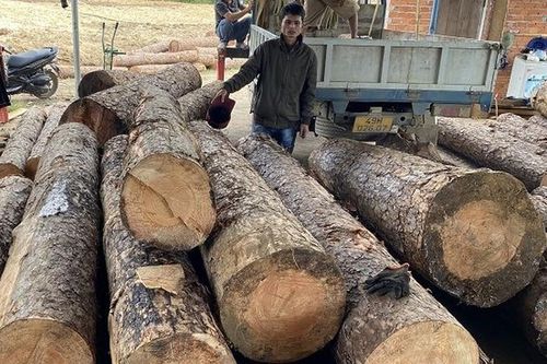 Lâm Đồng chỉ đạo làm rõ trách nhiệm tổ chức, cá nhân liên quan vụ phá rừng ở Đam Rông