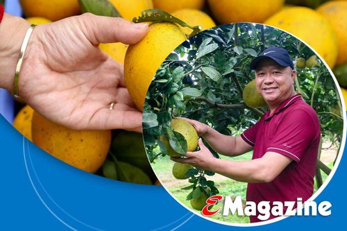 Giám đốc hợp tác xã ở Hà Tĩnh 'mê' làm nông nghiệp hữu cơ