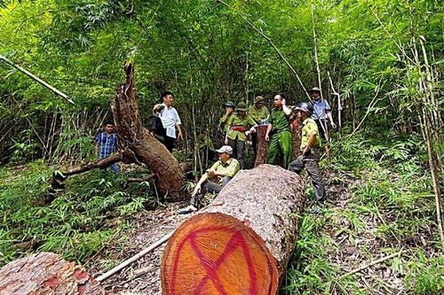 Bình Thuận: Khu bảo tồn thiên nhiên Tà Cú báo cáo sai vụ phá rừng hơn 19.000m2