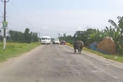 Clip: Tê giác chạy rông gây náo loạn trên đường