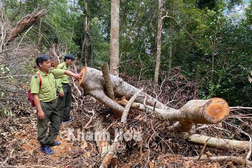 Ngày 9-2, lực lượng chức năng sẽ khám nghiệm hiện trường vụ phá rừng tại Ninh Ích