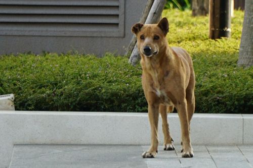 Cư dân chung cư ở TP.HCM ái ngại sau vụ 'bênh chó đánh người'