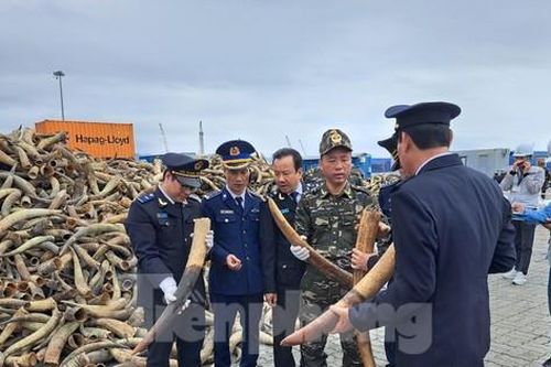 Thu giữ container chứa 130kg ngà voi nhập lậu từ châu Phi