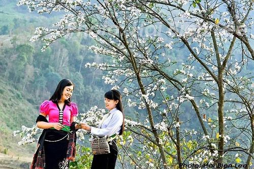 Điện Biên: Lễ hội Hoa ban năm 2023 diễn ra từ ngày 10 - 13/3