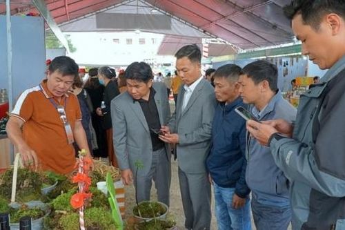 Kon Tum tổ chức Hội thi Sâm Ngọc Linh lần thứ nhất