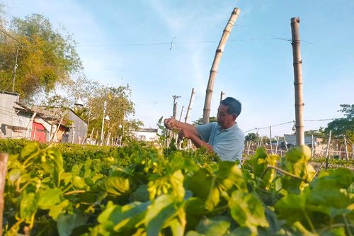 Trồng hoa thiên lý cho thu nhập cao