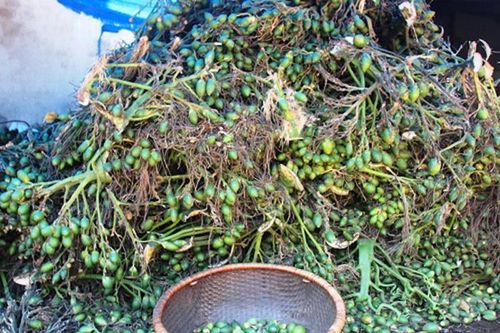Thương lái Trung Quốc tăng mua cau non, Cục Trồng trọt khuyến cáo không trồng ồ ạt