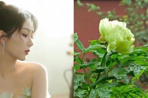 Diễn viên Dương Tử được khen 'đẹp như một cành hoa mẫu đơn' trong bộ ảnh mới nhất