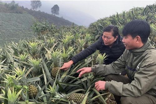 Giá dứa giảm mạnh, nông dân tỉnh Lào Cai thấp thỏm tìm đầu ra