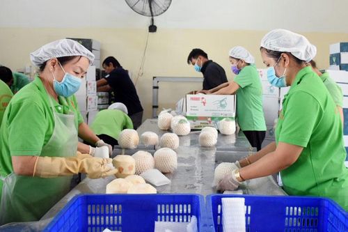 Muốn xuất khẩu dừa tươi sang Hoa Kỳ phải bỏ tối thiểu 75% xơ dừa