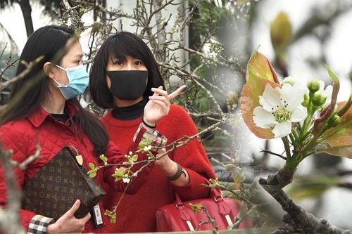 Độc đáo thú chơi hoa lê sau Tết ở Hà Nội