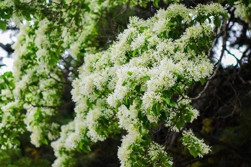 Cây cổ thụ đẹp nhất Trung Quốc nở hoa trắng muốt, hút khách du lịch
