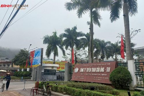 Công ty Tuyển than Cửa Ông nói gì việc mua hơn 3.000 con cá song tặng công nhân ăn Rằm tháng Giêng?