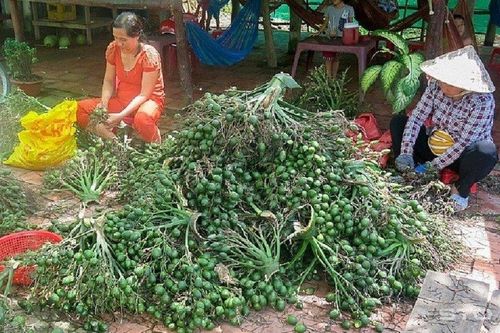 Cau non được thu mua với giá cao, cơ quan quản lý khuyến cáo gì?