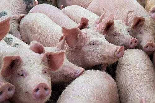 Giá heo hơi hôm nay 9/2: Tăng/giảm từ 1.000 – 2.000 đồng/kg