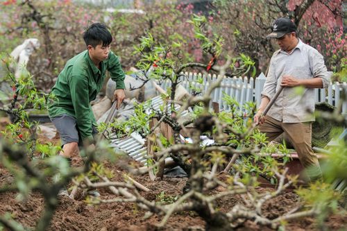 Người dân Hà Nội tất bật hồi sinh hàng trăm gốc đào Nhật Tân sau Tết