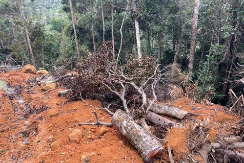 Ninh Hòa muốn bàn giao khu vực rừng bị phá cho đơn vị khác quản lý