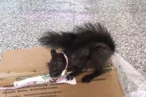 'Đội quân đánh hơi' ma túy tinh nhuệ hơn cả chó nghiệp vụ