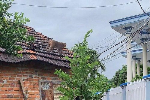 Khánh Hòa: Đàn khỉ hàng trăm con tràn xuống khu dân cư quậy phá