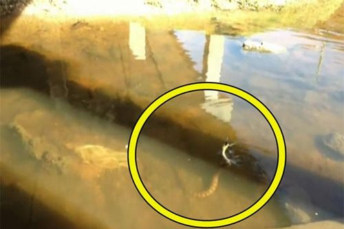 Clip: Câu cá giải trí bất ngờ được... rắn 'khủng'