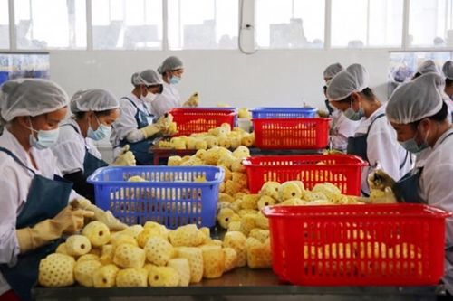 Trung Quốc nhập khẩu 260 tỷ USD nông sản mỗi năm, Việt Nam mới chiếm 5% thị phần