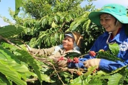 Lễ hội Cà phê Buôn Ma Thuột lần thứ 8 có gì đặc sắc?