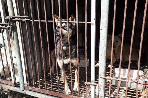 Không được sang Mỹ trao đổi vì người địa phương ăn thịt chó
