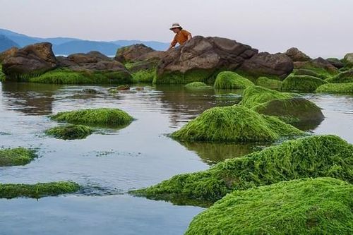 Ghềnh đá Nam Ô mùa rêu- điểm check-in cực hot