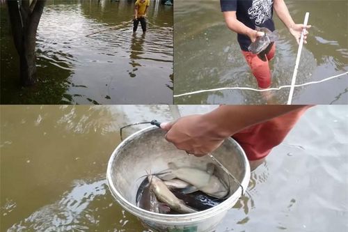 Clip: Dùng điện lưới chích được hàng chục cá trê 'khủng' trên đường phố