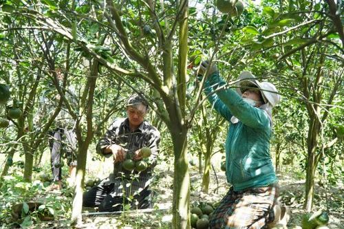 Cam sành rụng đầy gốc vì 'rớt giá' thê thảm