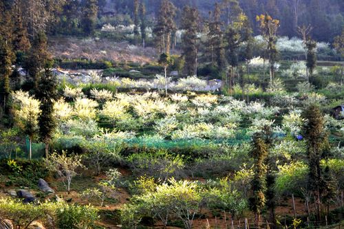 Lên cao nguyên Bắc Hà mùa hoa mận trắng tinh khôi