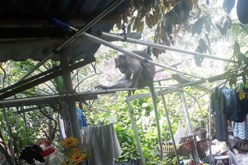Tận mục 'Tôn Ngộ Không' cực hiếm đại náo nhà dân TP.HCM