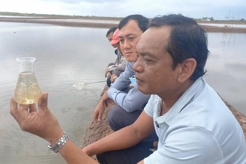 Thời tiết bất lợi, người nuôi Artemia tại Bạc Liêu gặp khó khăn