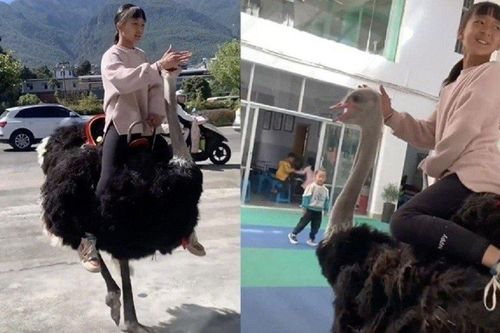 Dân mạng xôn xao trước hình ảnh bé gái cưỡi đà điểu đi học