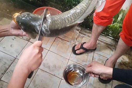 Clip: 'Ớn lạnh' với món tiết canh cá của người Việt