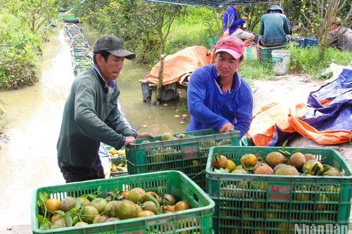 Vĩnh Long hỗ trợ nông dân tiêu thụ cam sành
