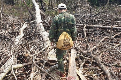 Khởi tố vụ chặt hạ trắng 18ha rừng ở Quảng Trị