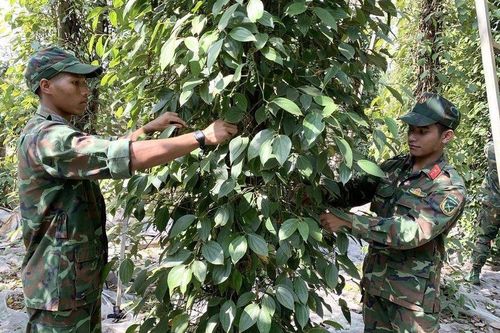 Bà Rịa - Vũng Tàu: Ấm áp hình ảnh bộ đội giúp dân thu hoạch hồ tiêu