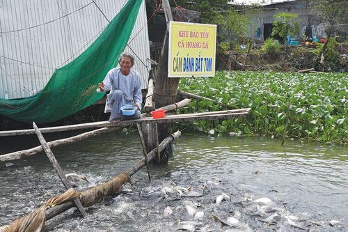 'Giải cứu' đàn cá sông