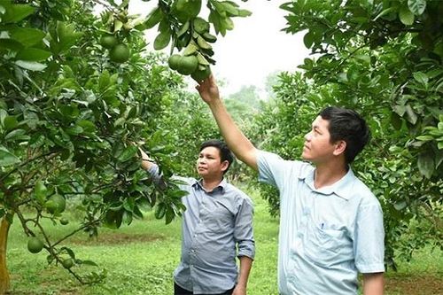 Sản xuất xanh gắn với giảm nghèo bền vững