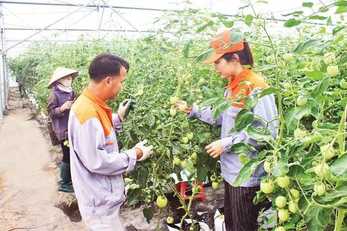 Khoa học công nghệ đang lan tỏa mạnh trong khu vực HTX