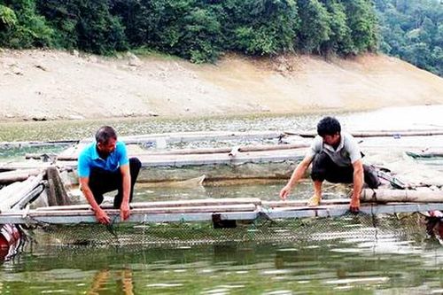 HTX thủy sản 'bắt tay' làm giàu