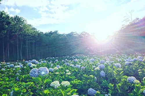 Kinh nghiệm du lịch Đà Lạt: Bỏ túi những bí kíp siêu chuẩn